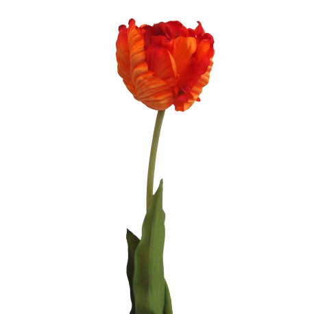Tulipán