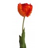 Tulipán
