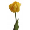 Tulipán