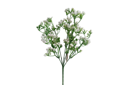 Gypsophila bílá