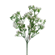 Gypsophila bílá