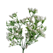 Gypsophila bílá
