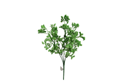 Gypsophila zelená