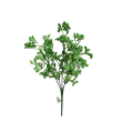 Gypsophila bílá