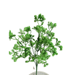Gypsophila bílá