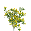 Gypsophila žlutá