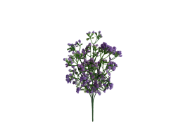 Gypsophila fialová