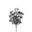 Gypsophila bílá