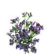 Gypsophila bílá