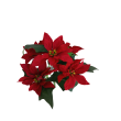 Poinsettie kytice