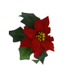 Poinsettie červená