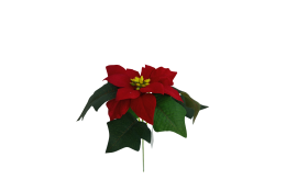 Poinsettie červená