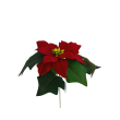 Poinsettie červená