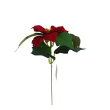 Poinsettie červená