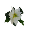Poinsettie krém
