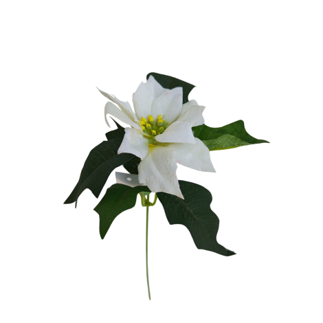 Poinsettie krém
