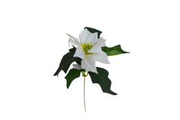 Poinsettie krémová 32 cm