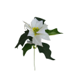 Poinsettie krém
