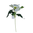 Poinsettie krém