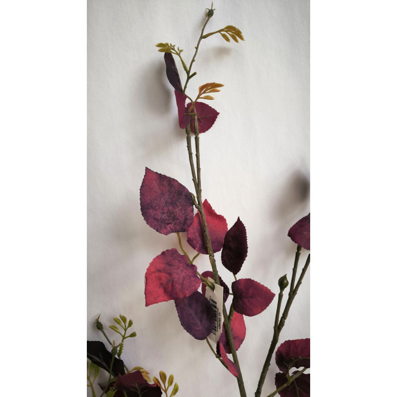 Větev eukalyptus burgundy