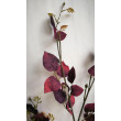 Větev eukalyptus burgundy