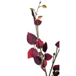 Větev eukalyptus burgundy