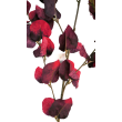 Větev eukalyptus burgundy