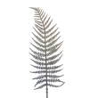 Větvička kapradí  - b.měděná