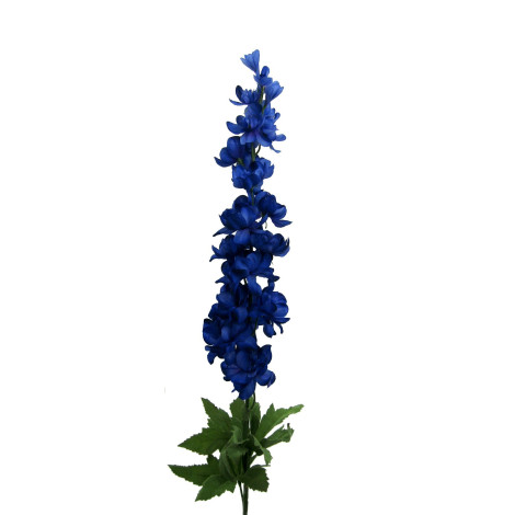 Delphinium