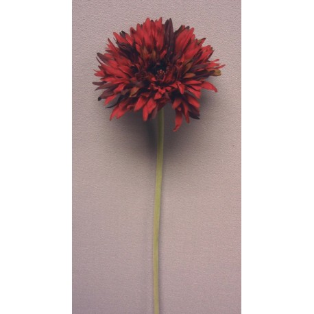 Gerbera