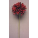 Gerbera bordó 60 cm