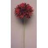 Gerbera