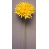 Gerbera