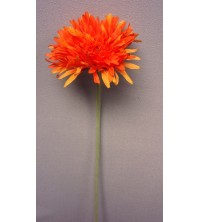 Gerbera oranžová 60 cm