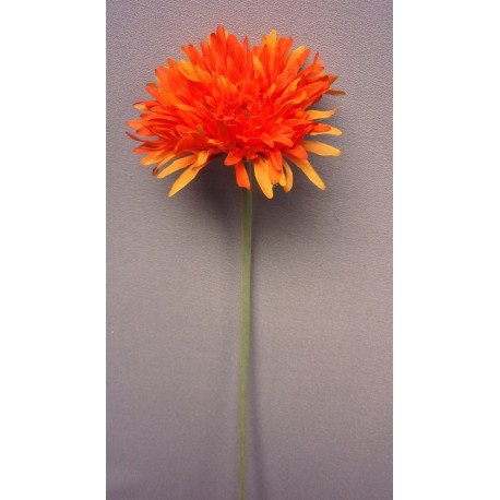 Gerbera