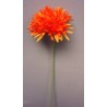Gerbera