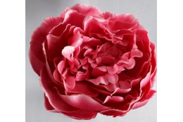Pivoňka vazbová cerise Ø 12 cm