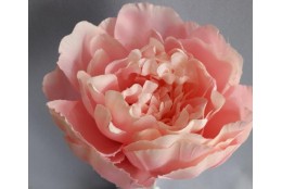 Pivoňka vazbová sv. růžová  Ø 12 cm