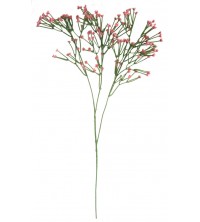 Gypsophilia starorůžová 45 cm