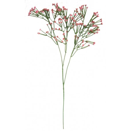 Gypsophilia
