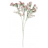 Gypsophilia