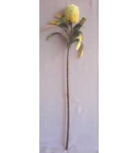 Protea zeleno-žlutá 90 cm