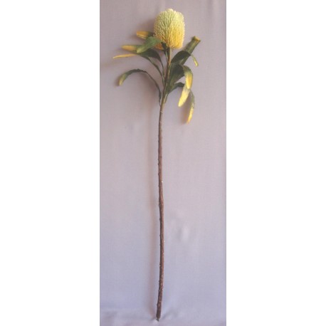 Protea