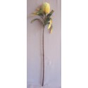 Protea zeleno-žlutá 90 cm