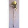 Protea