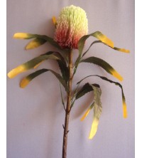 Protea tm. růžovo-zelená 90 cm