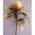 Protea tm. růžovo-zelená 90 cm