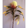 Protea