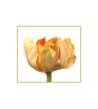 Tulipán žluto-oranžový 60 cm