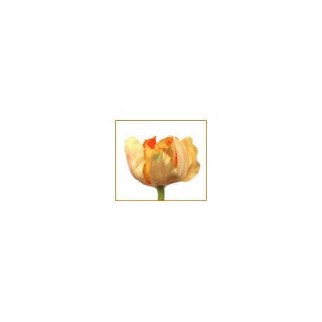 Tulipán velký  - červená